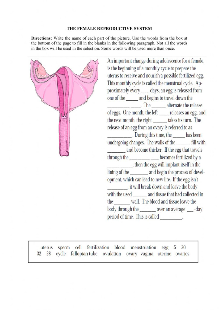 35 The Menstrual Cycle Worksheet Support Worksheet