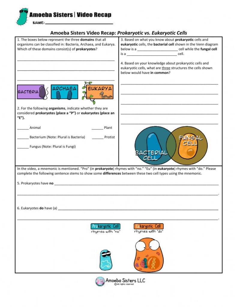 Amoeba Sisters Meiosis Worksheet Answer Key