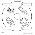 amphibians amphibians amphibians worksheets for kids In 2020
