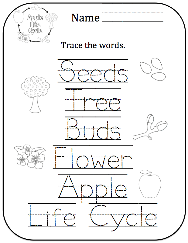 apple-life-cycle-printable-preschool-printables-cycleworksheet