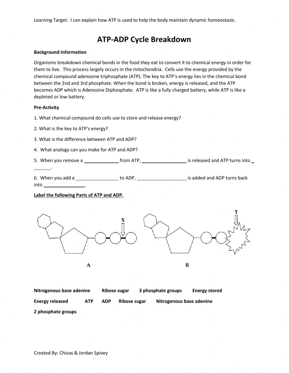 ATP ADP Cycle Activity Worksheet