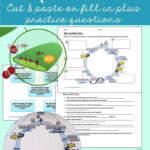 Calvin Cycle Practice To Supplement Or Enrich Your Photosynthesis Unit