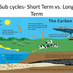 Carbon Cycle Science With Mrs Beggs