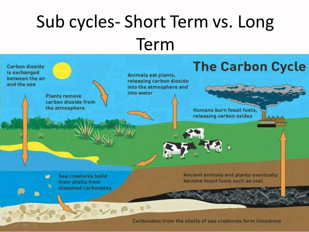 Carbon Cycle Science With Mrs Beggs