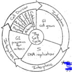 Cell Cycle Drawing Worksheet At PaintingValley Explore Collection