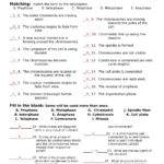 Cell Cycle Mitosis Coloring Worksheet Answer Key My PDF Collection 2021