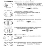 Cell Cycle Worksheets Middle School Biology Worksheet Mitosis Cells