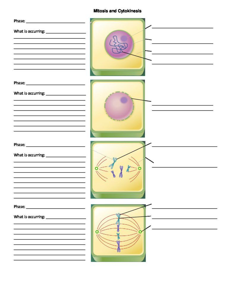 Cells Alive Mitosis Phase Worksheet Answers Worksheet