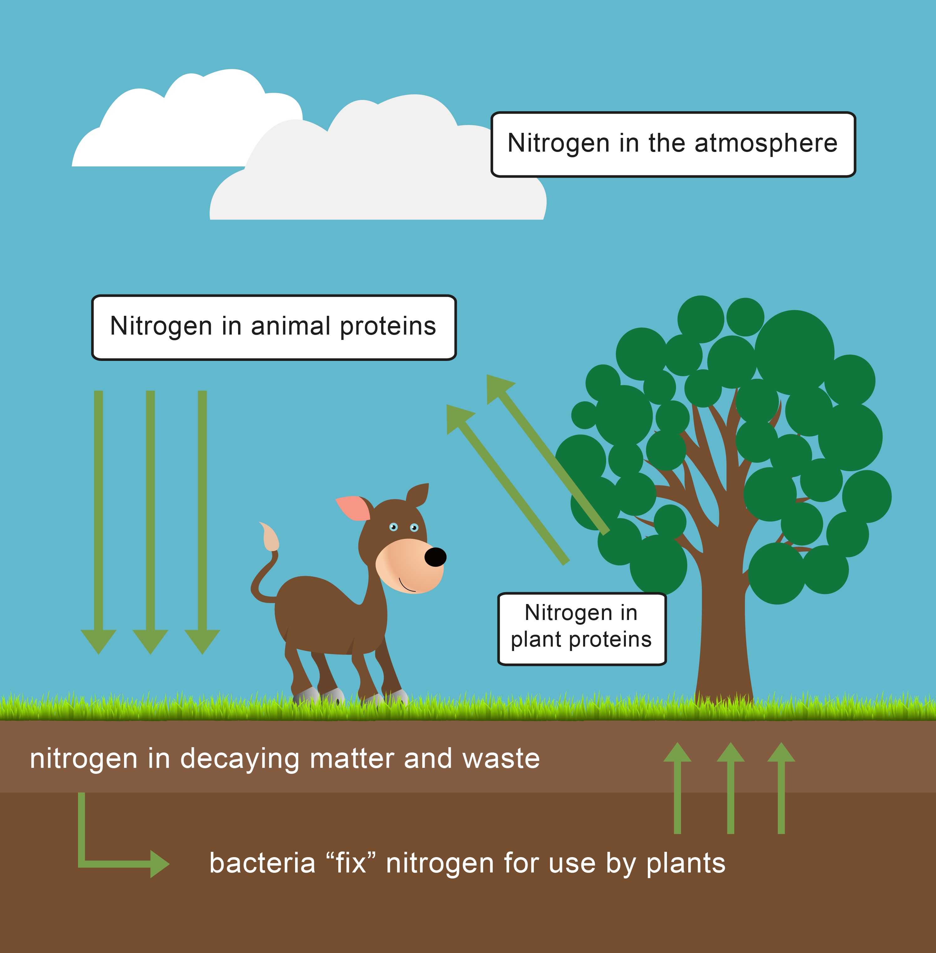 Energy Transfer And The Carbon Cycle Worksheet EdPlace Energy Transfer And The Carbon Cycle Worksheet EdPlace
