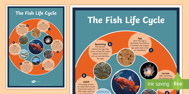Fish Life Cycle A4 Display Poster Fish Life Cycle Display Poster Fish Life Cycle A4 Display Poster Fish Life Cycle Display Poster
