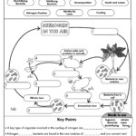 GCSE Biology The Nitrogen Cycle Teaching Resources