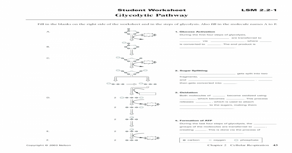 Glycolysis Worksheet Free Worksheets Samples