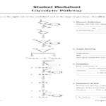 Glycolysis Worksheet Free Worksheets Samples