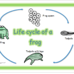 Growing With Me Life Cycles Kids Worksheets Printables Printable