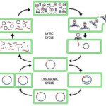 In The Lysogenic Cycle Lifeder English