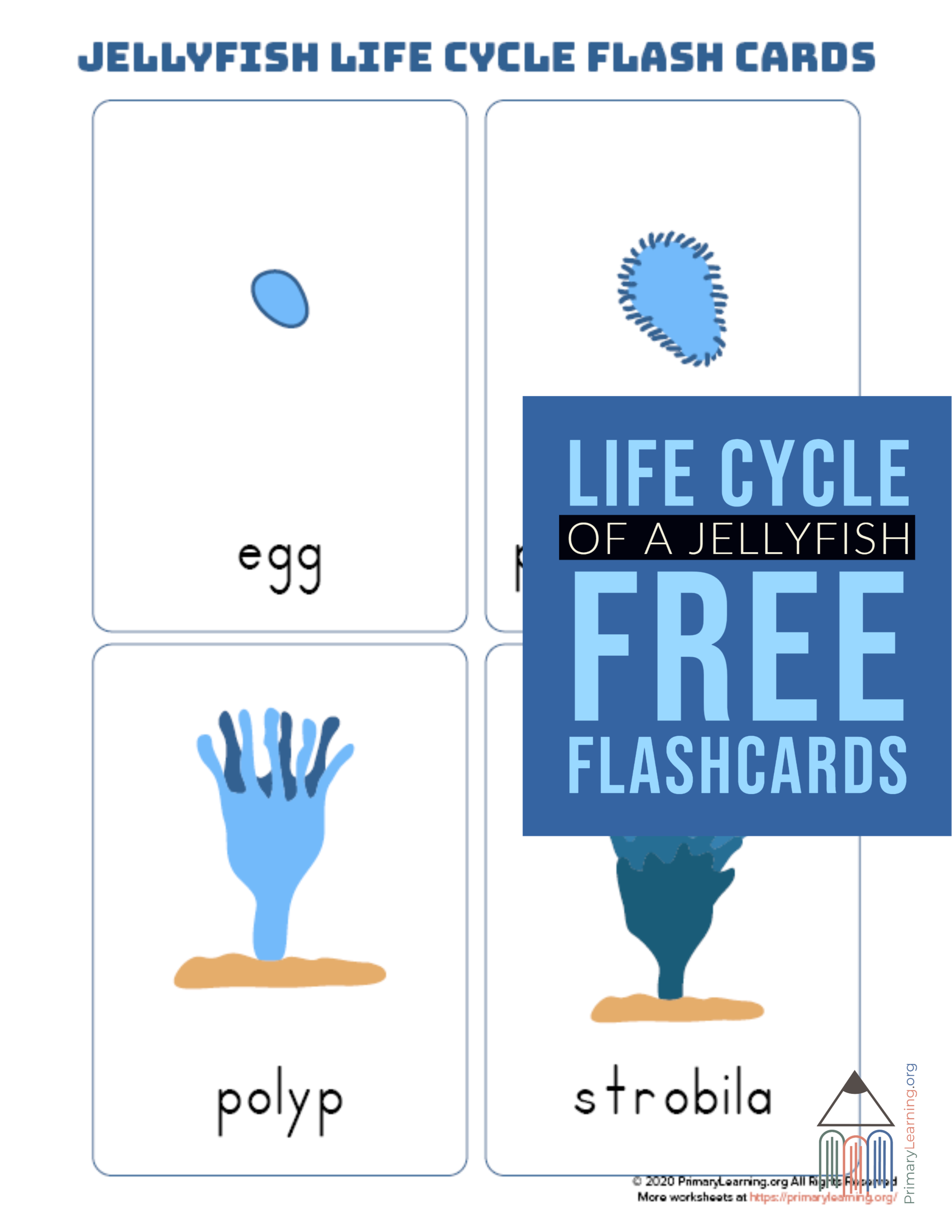 Jellyfish Life Cycle Flashcards PrimaryLearning Life Cycles Flashcards Free Homeschool Jellyfish Life Cycle Flashcards PrimaryLearning Life Cycles Flashcards Free Homeschool