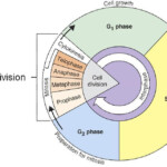 Kahoot Play This Quiz Now Cell Cycle Cell Division Mitosis