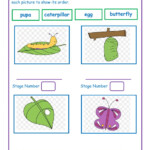 Life Cycle Of A Butterfly Interactive Worksheet