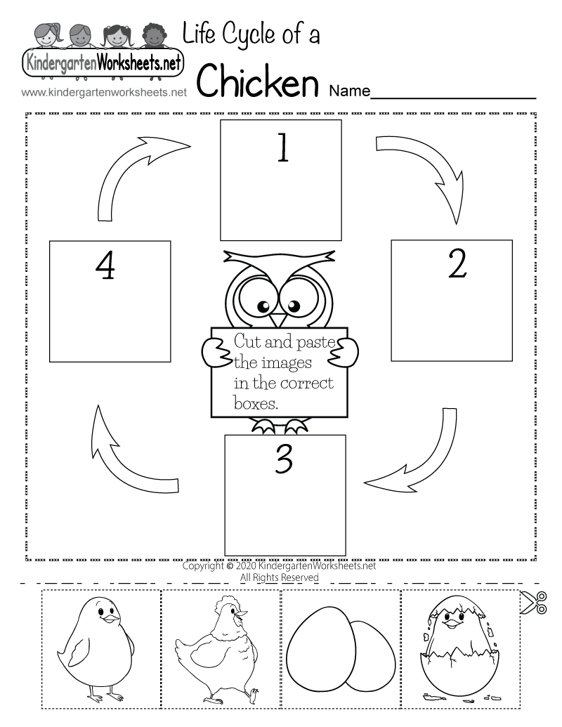 Life Cycle Of A Chicken Worksheet For Kindergarten Free Printable Life Cycle Of A Chicken Worksheet For Kindergarten Free Printable