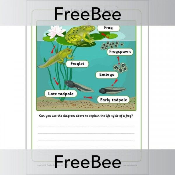 Life Cycle Of A Frog KS1 Worksheets Life Cycles History Curriculum 