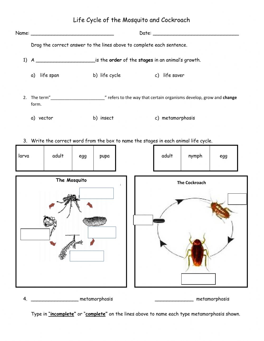 Life Cycle Of Insects Beginner Worksheet Life Cycle Of Insects beginner Worksheet