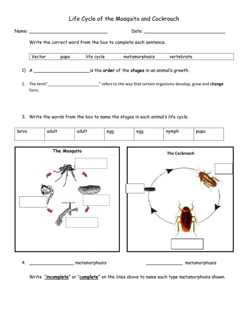 Life Cycle Of Insects Worksheet