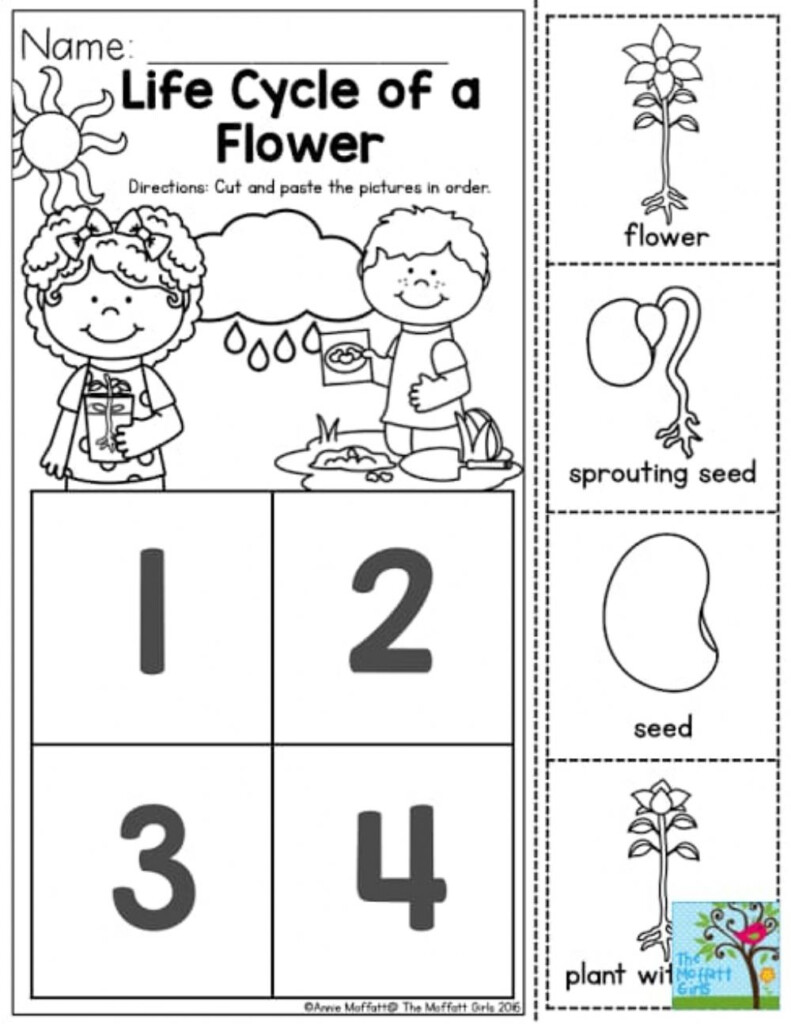 Life Cycle Of Plant Worksheet