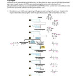 LifeSciTRC Glycolysis TCA Cycle Worksheet