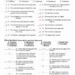 Meiosis Matching Worksheet Answer Key Best Of 13 Best Of Meiosis