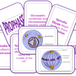 Mitosis Activity Cell Cycle Game In 2021 Mitosis Activity Mitosis