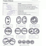 Mitosis And Meiosis Worksheet Answer Key