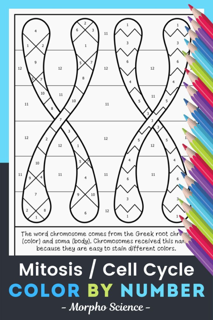 Mitosis And The Cell Cycle Color By Number Science Color By Number In 