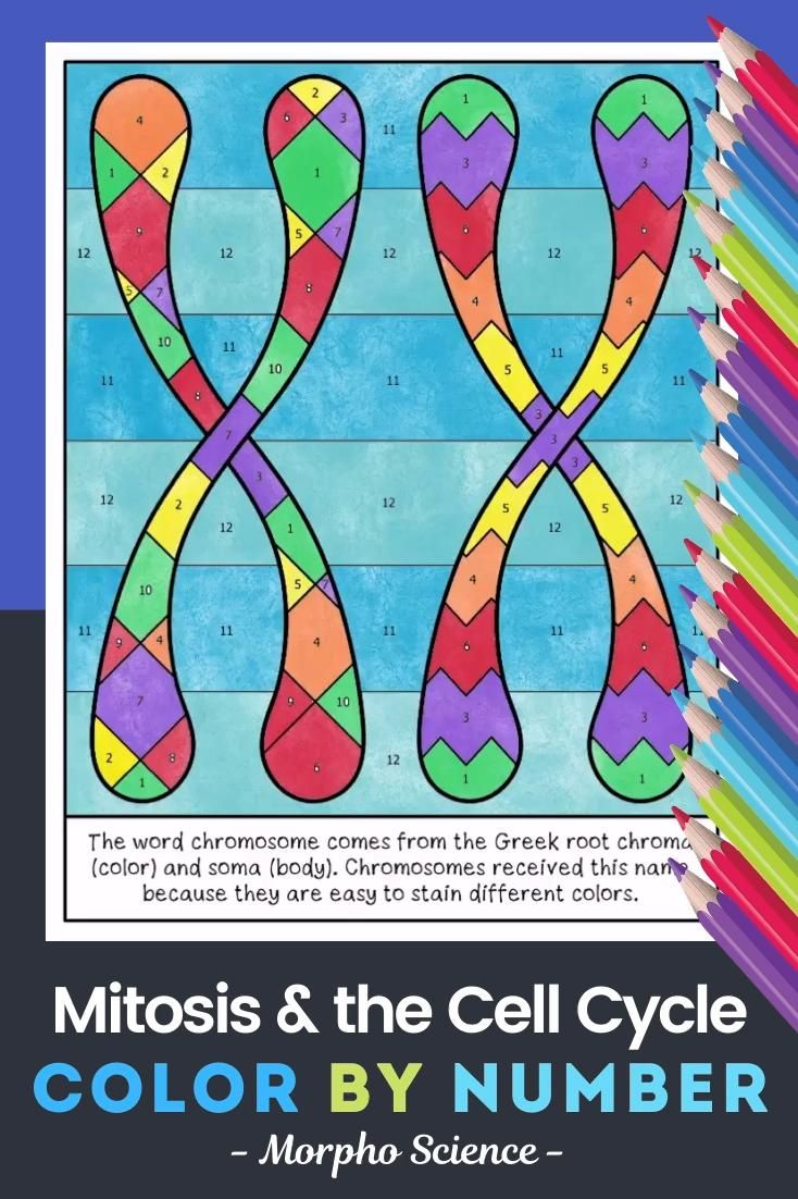 Mitosis And The Cell Cycle Worksheet Color By Number Video Cell