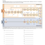 Mitosis Vs Meiosis Worksheet