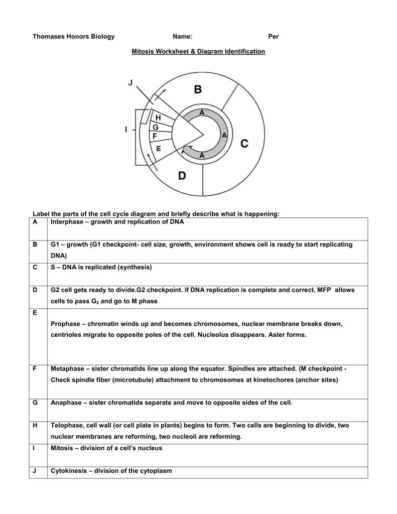 Mitosis Worksheet Phases Of The Cell Cycle Answers Db excel