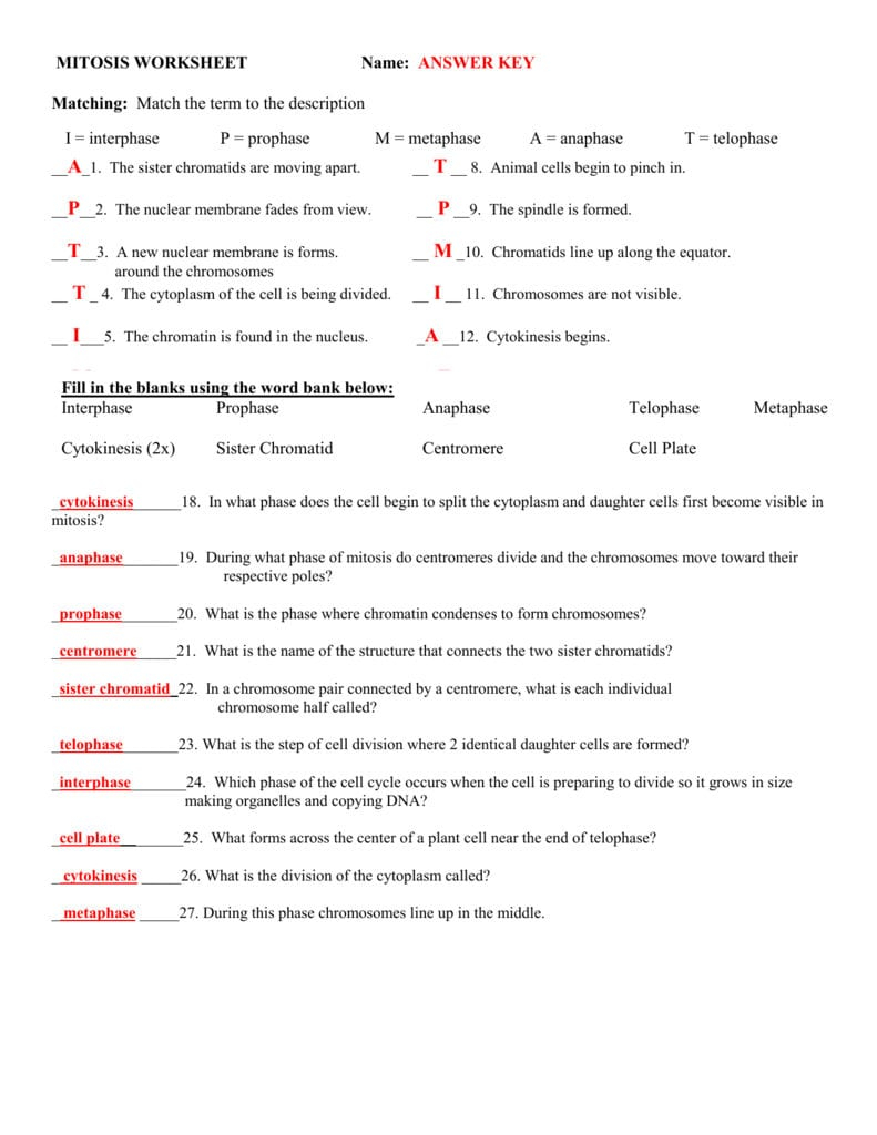 Mitosis Worksheet Phases Of The Cell Cycle Answers Db excel
