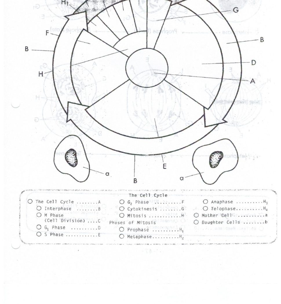 Phases Of The Cell Cycle Worksheet Answers Nidecmege Phases Of The Cell Cycle Worksheet Answers Nidecmege