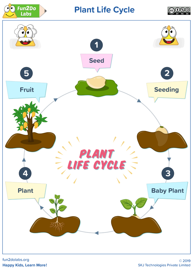 Plant Life Cycle Plant Life Cycle Cycle For Kids Life Cycles
