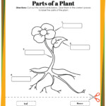 Plant Life Cycle Worksheets Free Printables For Kids Adanna Dill