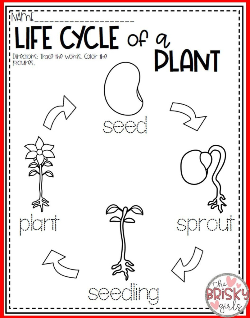 Plants All About Plants Plant Life Cycle Seed To Plant Take Home 