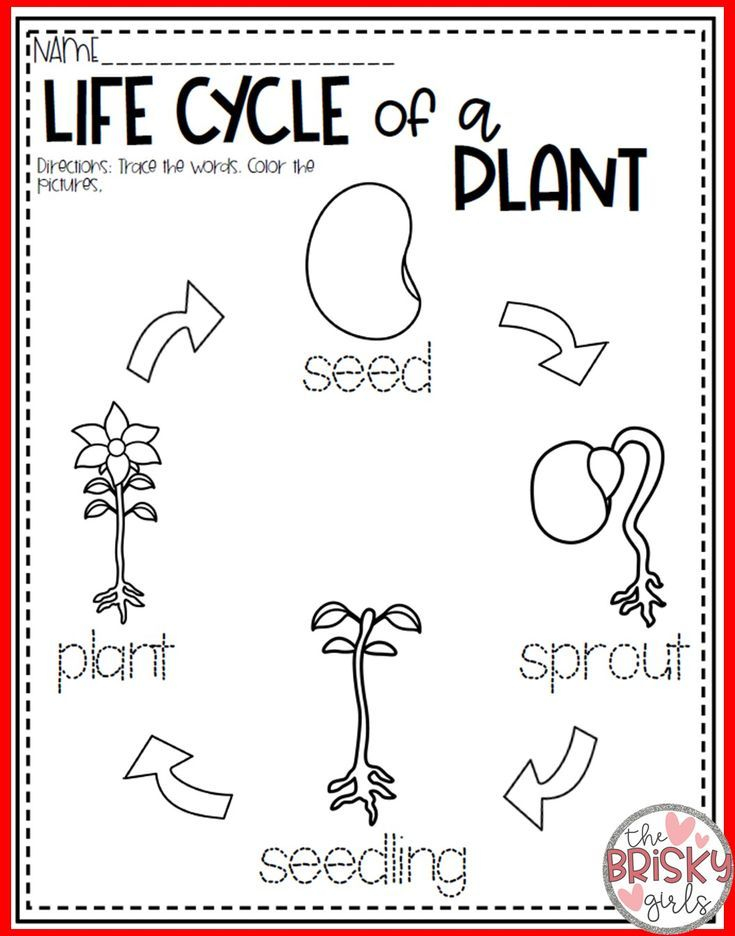 Plants Kindergarten Plants First Grade Plant Life Cycle Parts Of Plants Kindergarten Plants First Grade Plant Life Cycle Parts Of