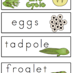 Preschool Printables Free Frog Life Cycle Vocabulary Cards Lifecycle