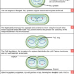 Prokaryotic Cell Division OpenStax Biology 2e