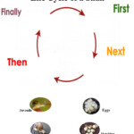 Snail Life Cycle Worksheet