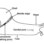 Snail Life Cycle Worksheet Printable Worksheets And Activities For