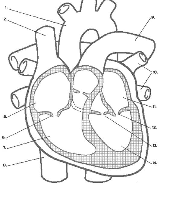 Solved Describe The Cardiac Cycle By Using The Diagrams B Chegg Solved Describe The Cardiac Cycle By Using The Diagrams B Chegg