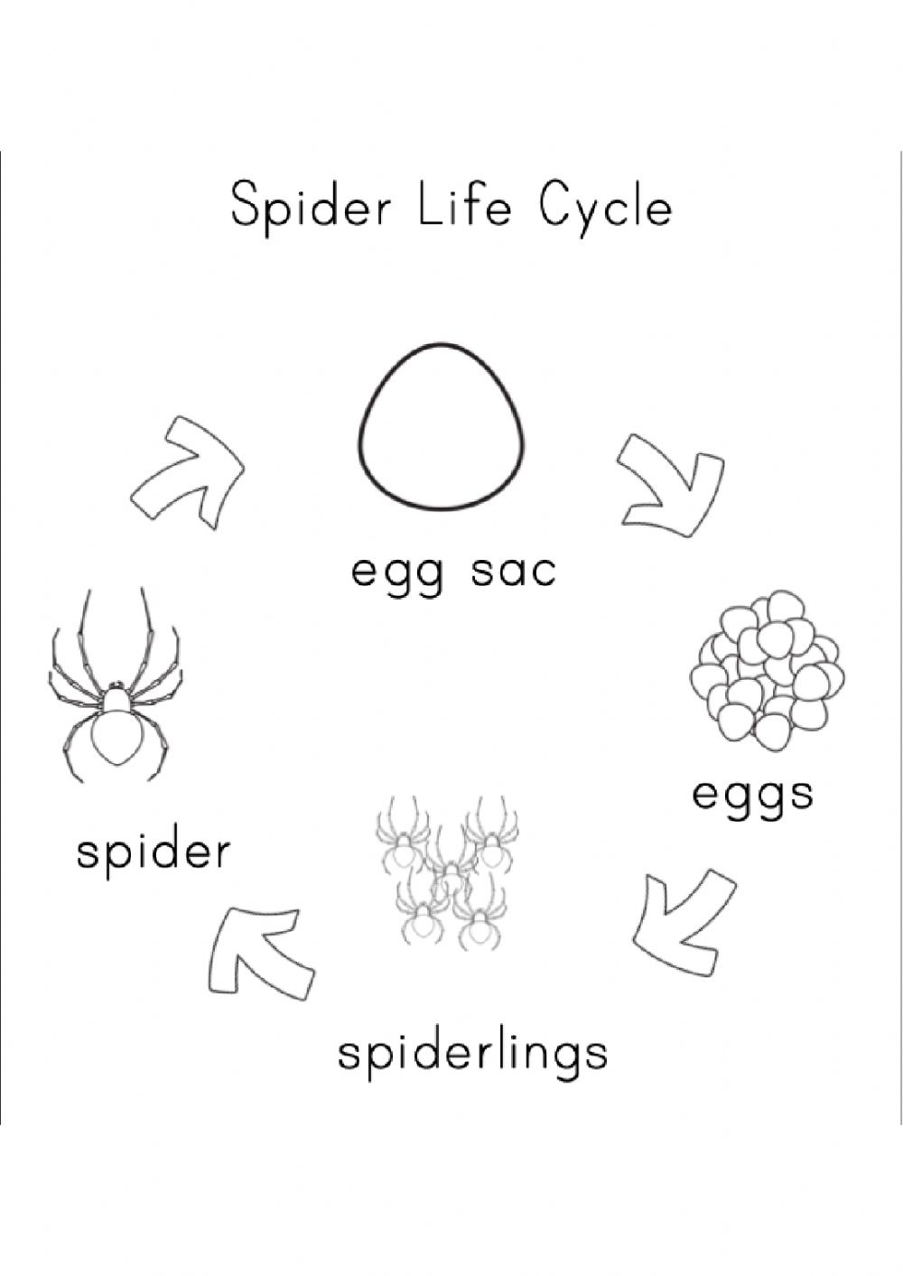 Spider Life Cycle Worksheet Spider Life Cycle Worksheet