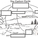 The Carbon Cycle Worksheet Wizer Free Interactive Carbon Cycle Biology