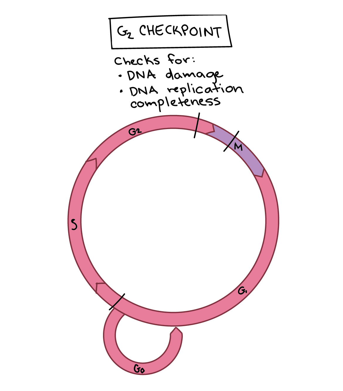 The Cell Cycle And Cellular Division Worksheet Answer Key Master The Cell Cycle And Cellular Division Worksheet Answer Key Master