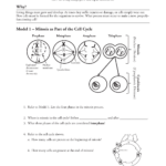 The Cell Cycle Worksheet Pogil TUTORE ORG Master Of Documents